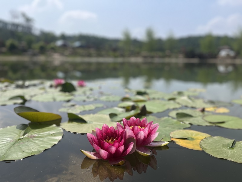 小湖赏花